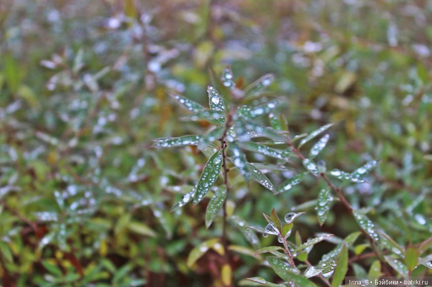 Близкое дыхание зимы. Миленка от Studio Milim (фото 4)