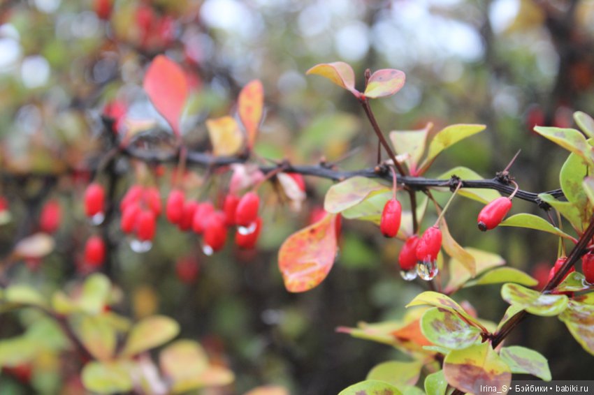 Близкое дыхание зимы. Миленка от Studio Milim (фото 5)