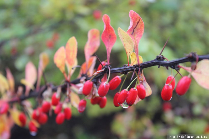 Близкое дыхание зимы. Миленка от Studio Milim (фото 6)