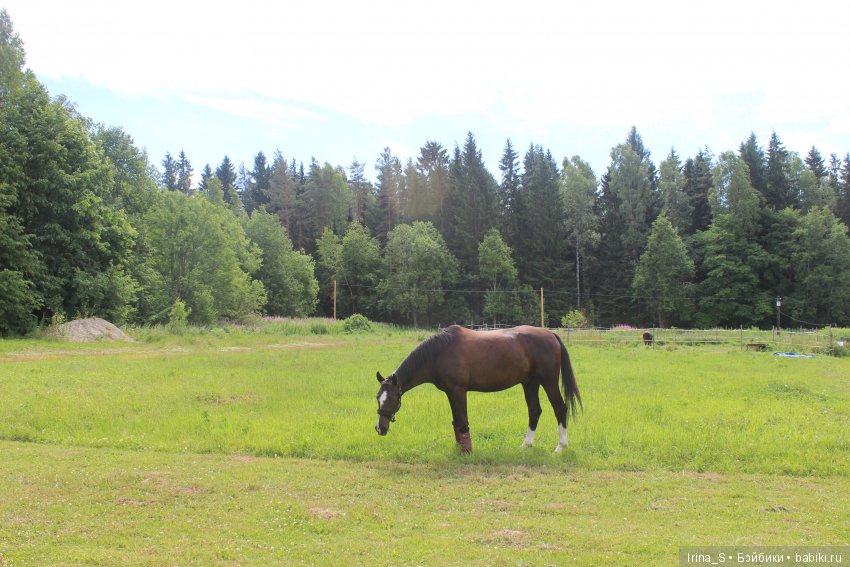 Как Иоланта море искала — Куклы Baboliy (Баболи (фото 4)
