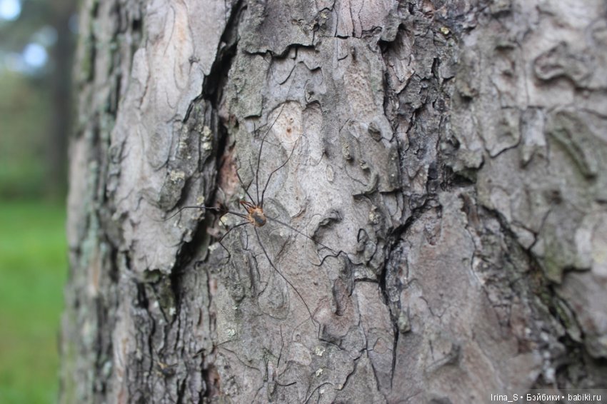 Лесная прогулка — Разные шарнирные куклы (не БЖД): редкие