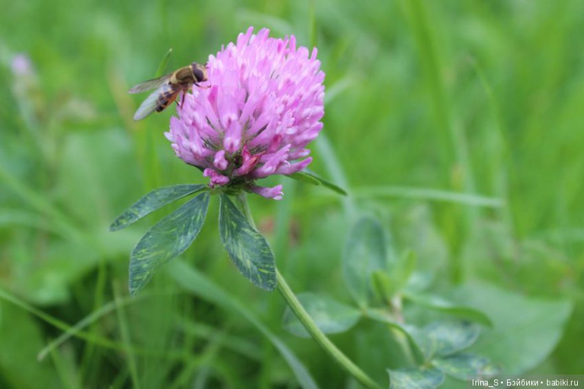 Лесная прогулка — Разные шарнирные куклы (не БЖД): редкие (фото 5)