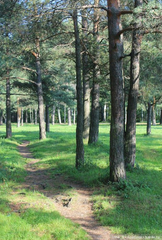 Лесная прогулка — Разные шарнирные куклы (не БЖД): редкие