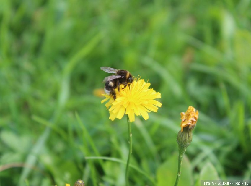 Лесная прогулка — Разные шарнирные куклы (не БЖД): редкие (фото 2)