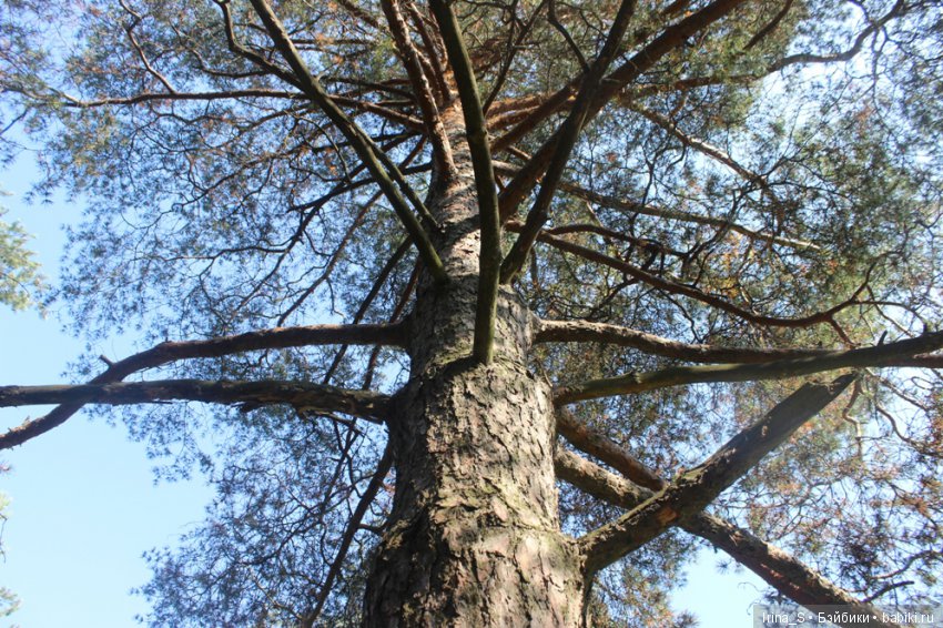 Лесная прогулка — Разные шарнирные куклы (не БЖД): редкие (фото 8)