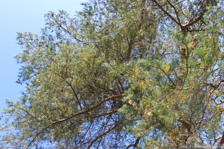 Лесная прогулка — Разные шарнирные куклы (не БЖД): редкие (фото 3)