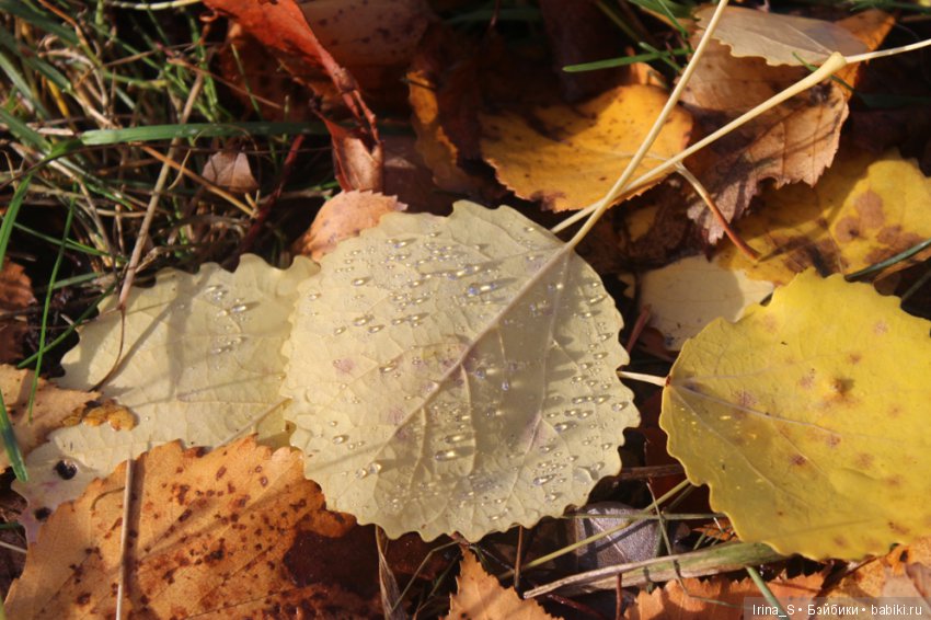 Осенние прогулки Миры (Миленка от Studio Milim) (фото 10)