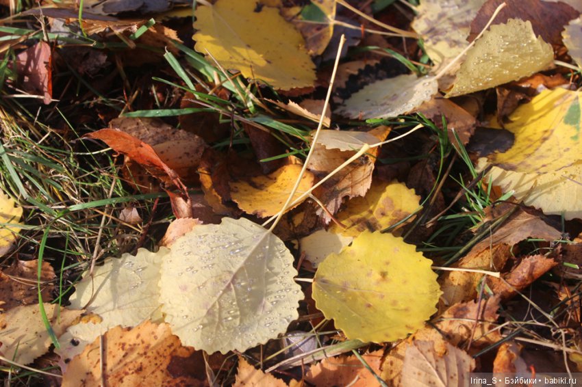 Осенние прогулки Миры (Миленка от Studio Milim) (фото 9)