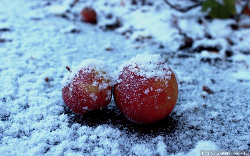 Осенние прогулки Миры (Миленка от Studio Milim)