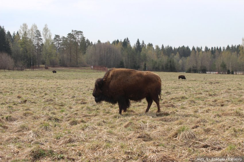 Прогулки с Лейлой — Разные шарнирные куклы (не БЖД): редкие