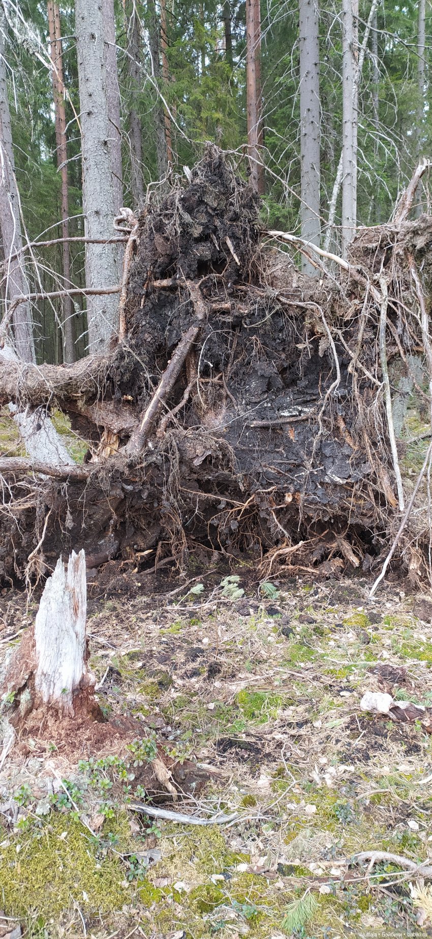 Ждём весну — Игровые куклы разных производителей (Разное): редкие бренды (фото 4)