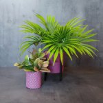 Реалистичные комнатные растения для кукольного интерьера