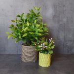Комнатные растения в кашпо для кукольного интерьера