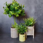 Комнатные растения для кукольного интерьера