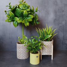 Комнатные растения для кукольного интерьера