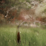 Настоящее Крыло Цикады Украшение Для Куклы