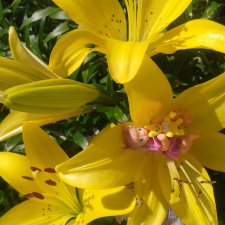 Авторская малышка Ланы-Бритни