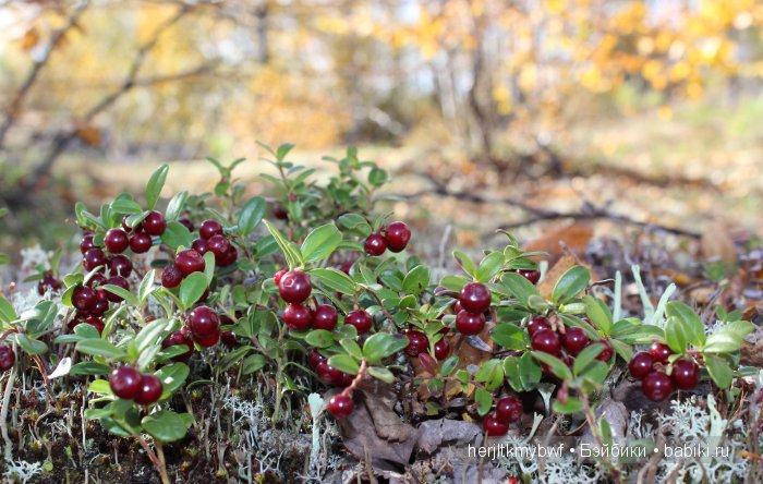 И мы не отстали... принимайте нас в свою компанию Паолки - Джолинки (фото 4)