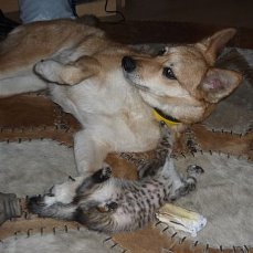 Наши друзья или те кто всегда с нами рядом