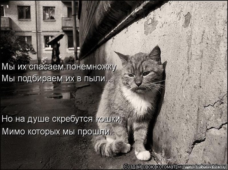 Наши друзья или те кто всегда с нами рядом