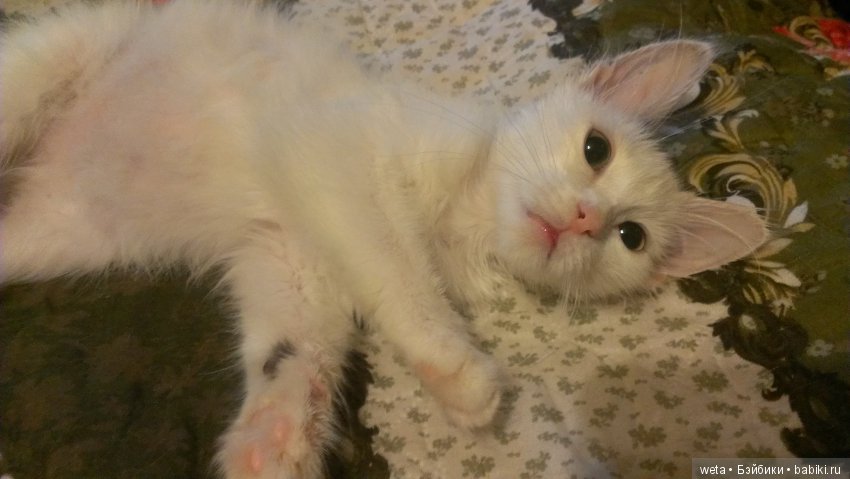 Наши друзья или те кто всегда с нами рядом