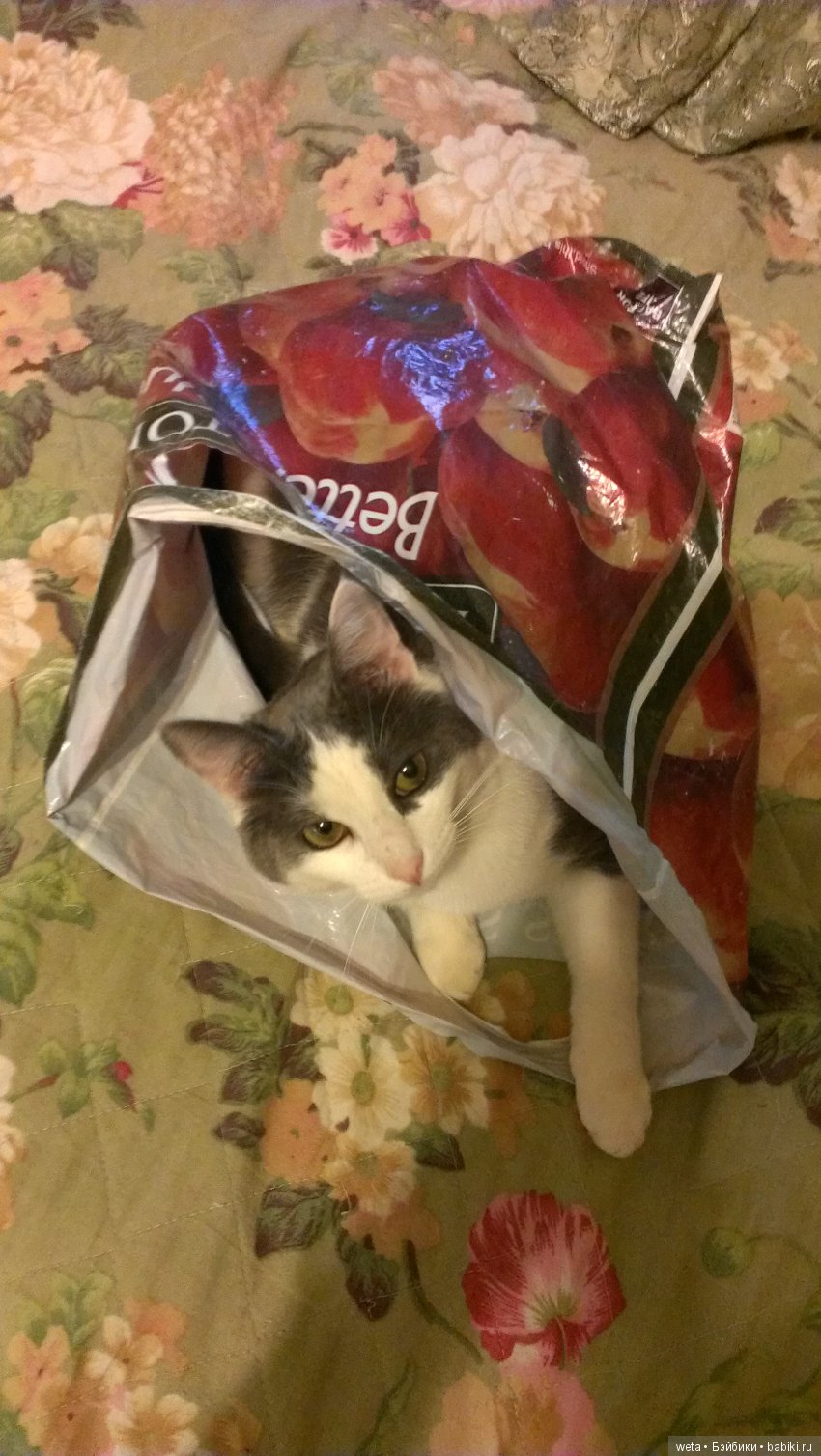 Наши друзья или те кто всегда с нами рядом (фото 5)