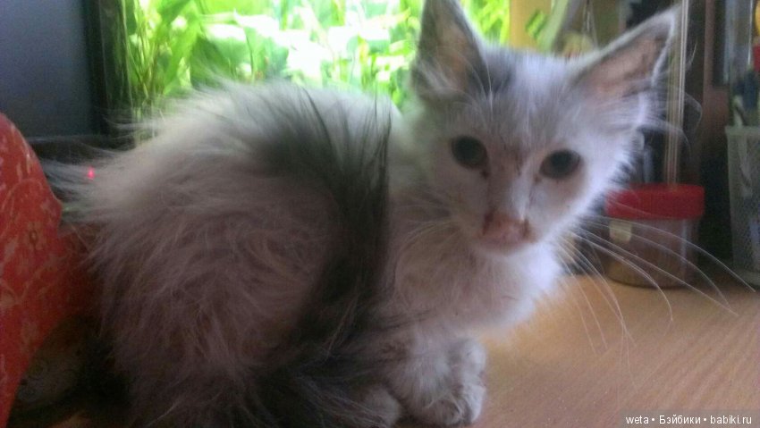 Наши друзья или те кто всегда с нами рядом