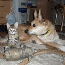 Наши друзья или те кто всегда с нами рядом