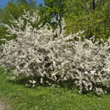 Весна, время для любования