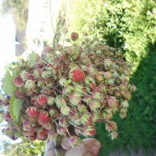 Просто лето