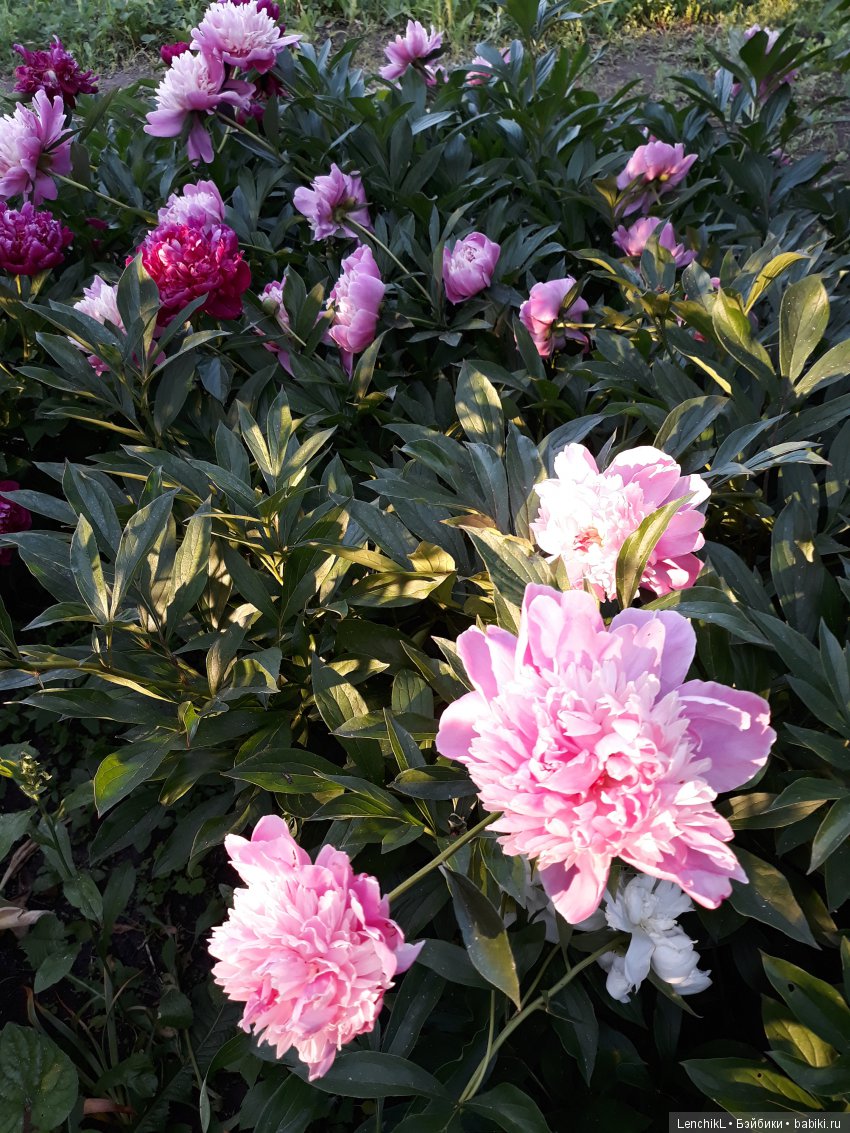 Встретить садового гнома — Домашние фото авторских кукол: личные коллекции (фото 10)