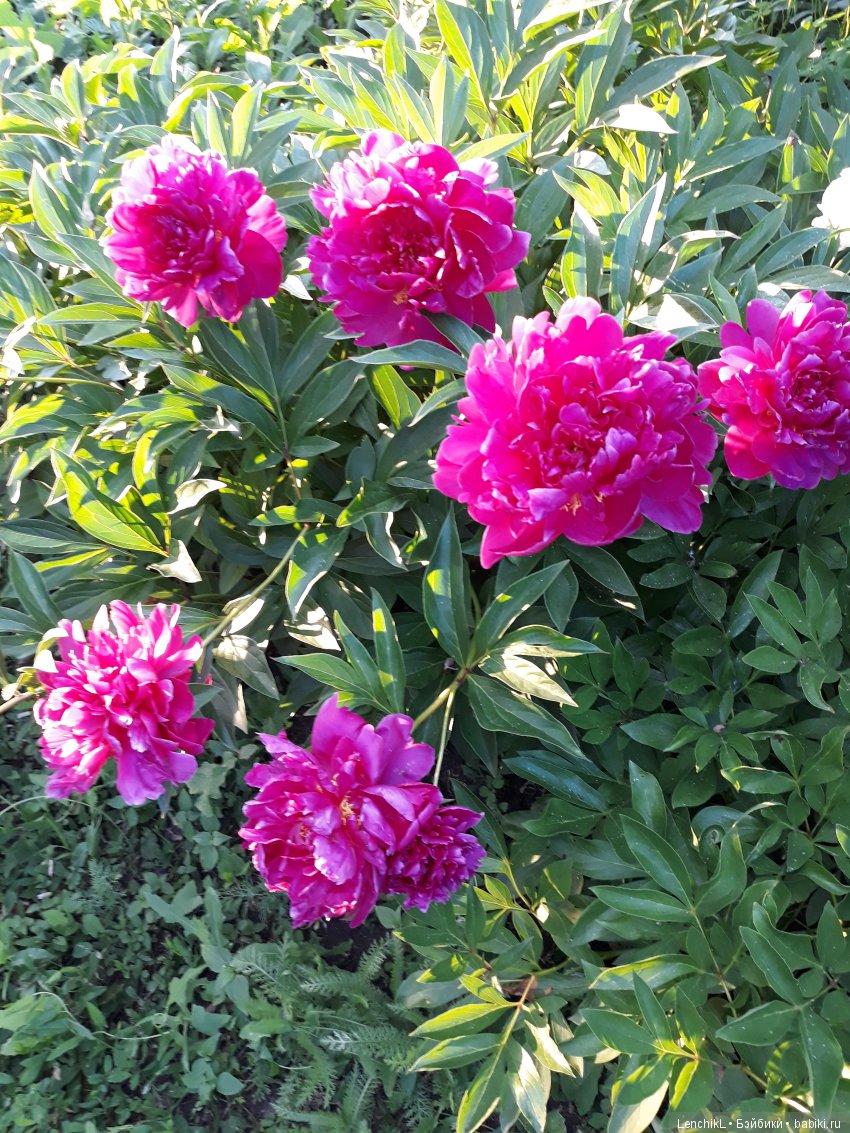 Встретить садового гнома — Домашние фото авторских кукол: личные коллекции (фото 8)