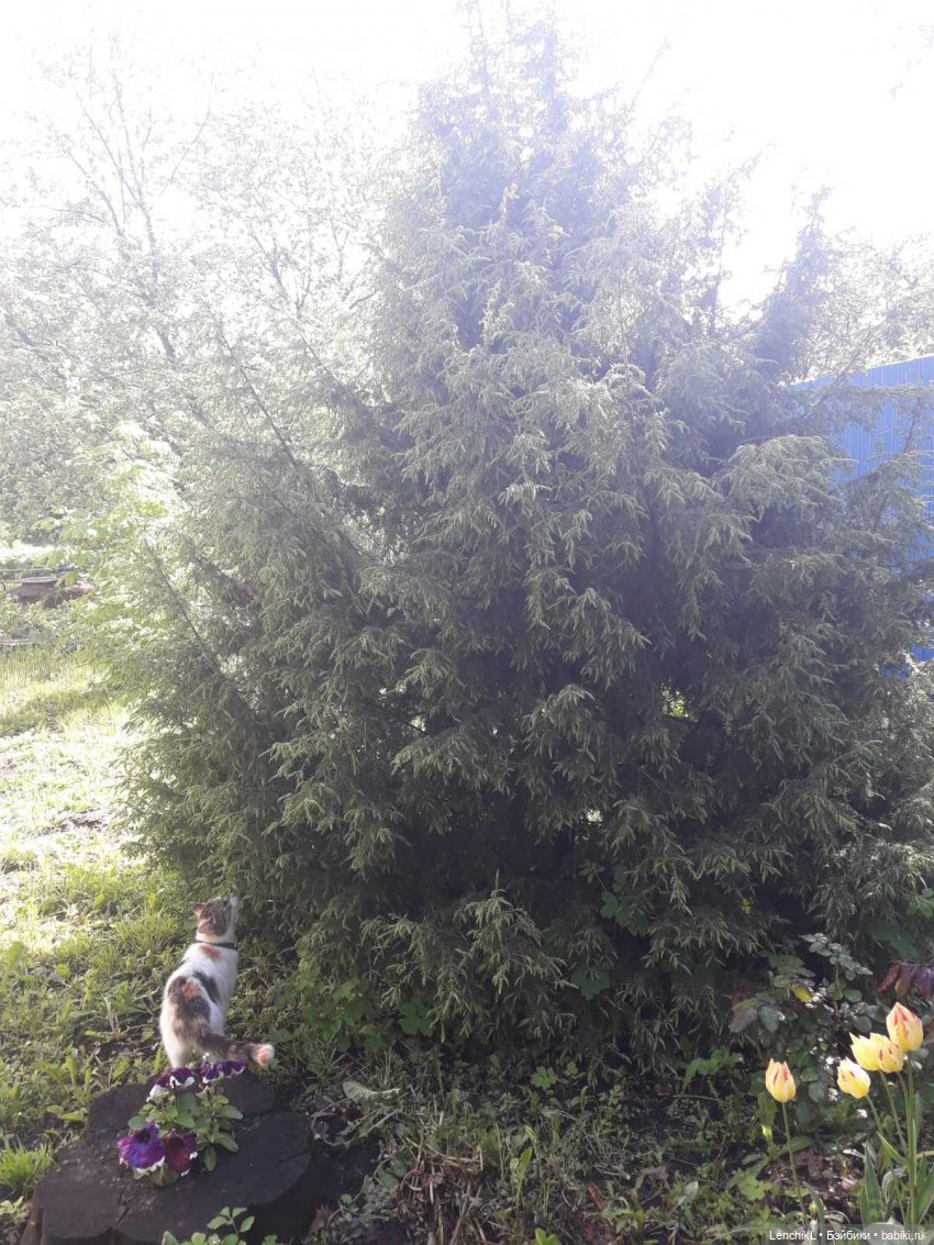 Тропою Древних котов — Разные шарнирные куклы (не БЖД): редкие (фото 5)