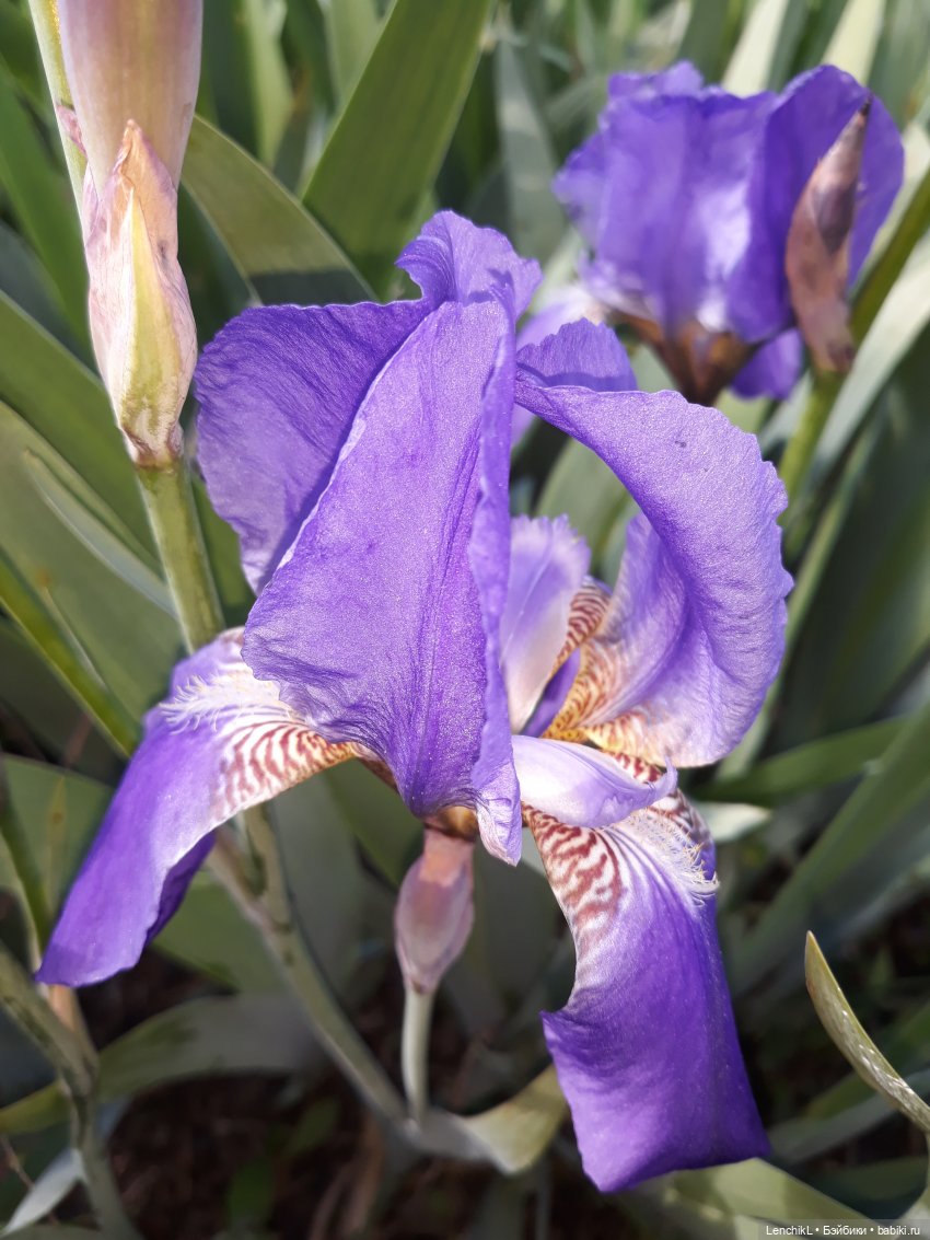 Деловая колбаса — Интересные игрушки и фигурки (разное): редкие (фото 6)