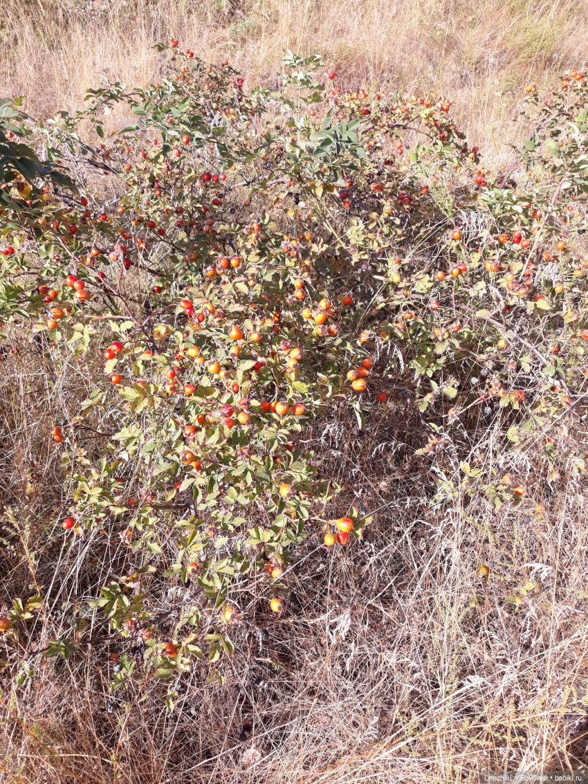 Когда феечки скучают — Фотоистории с куклами BJD (БЖД): сериалы