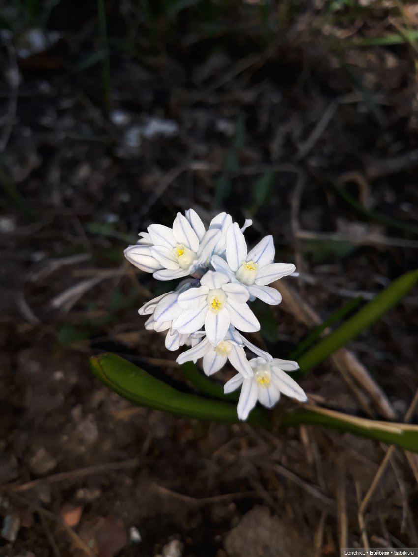 Аша и Осо в поиске — Фотоистории с куклами BJD (БЖД): сериалы
