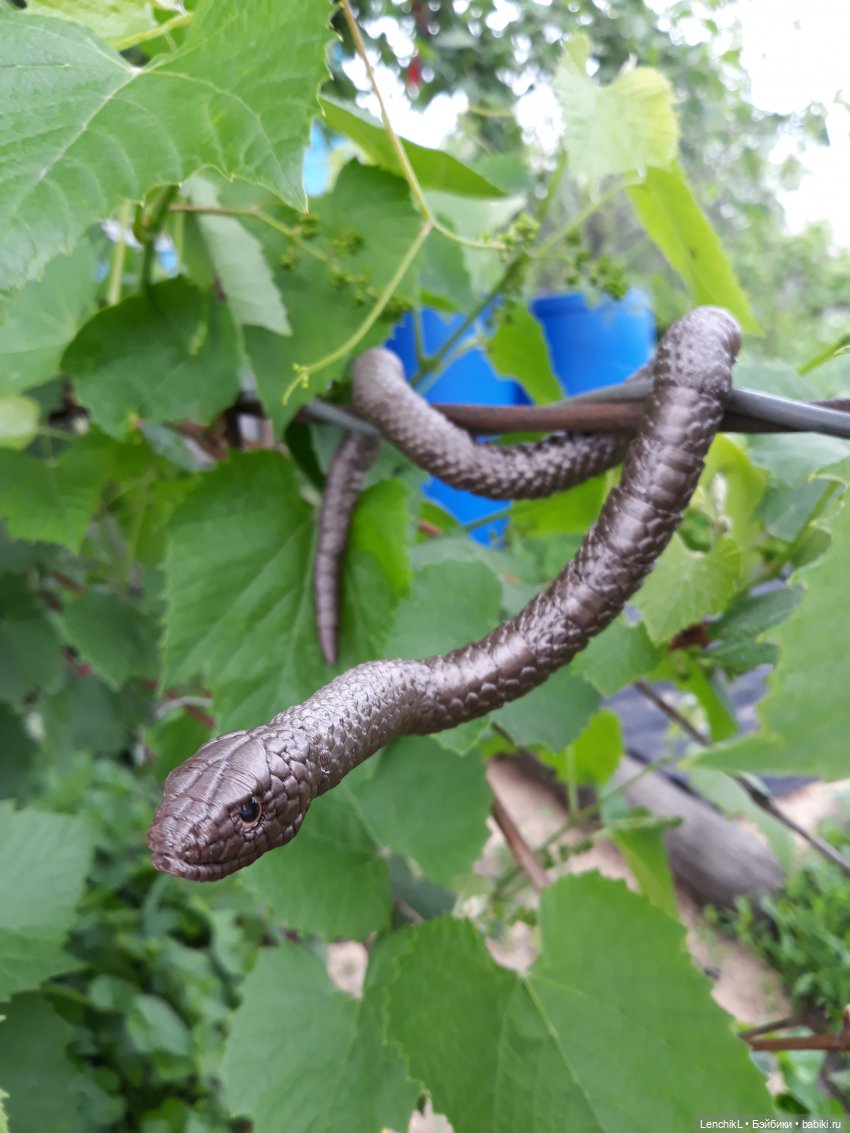 Крис и хитромудрый Че — Фотоистории с куклами BJD (БЖД): сериалы (фото 3)