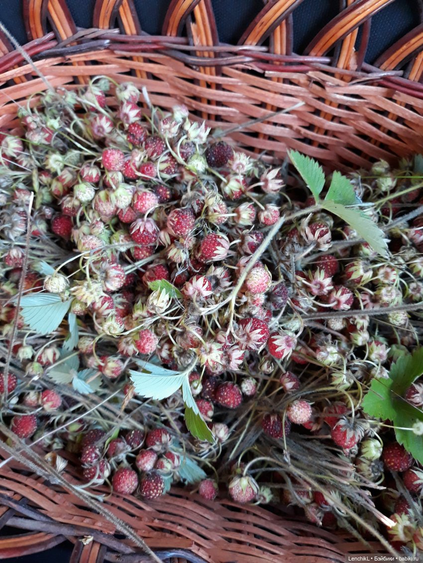 Мышь. Просто Мышь — Фотоистории с куклами BJD (БЖД): сериалы