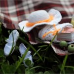 А мы тоже радуемся лету. Phicen