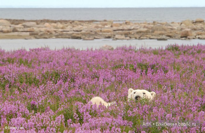 Мишки в цвету | Бэйбики Мишки в цвету — Болталка и разговоры обо всем: жизнь (фото 5)
