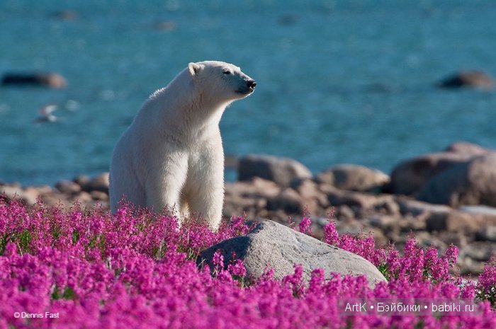 Мишки в цвету | Бэйбики Мишки в цвету — Болталка и разговоры обо всем: жизнь (фото 6)