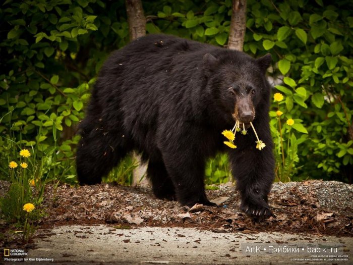 Мишки в цвету — Болталка и разговоры обо всем: жизнь