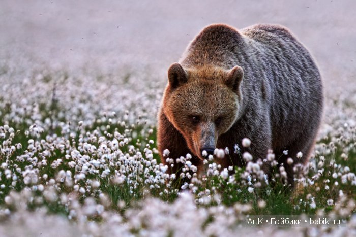 Мишки в цвету | Бэйбики Мишки в цвету — Болталка и разговоры обо всем: жизнь