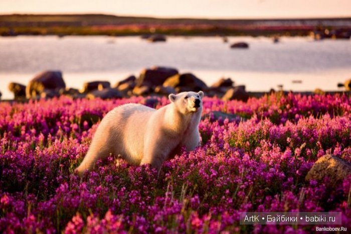 Мишки в цвету | Бэйбики Мишки в цвету — Болталка и разговоры обо всем: жизнь (фото 7)