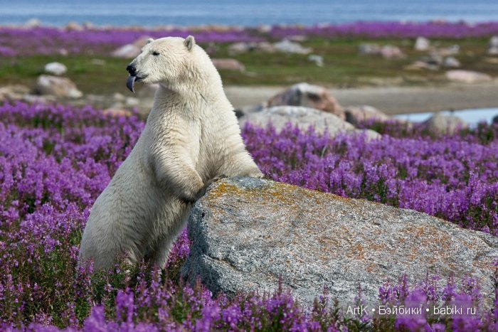 Мишки в цвету | Бэйбики Мишки в цвету — Болталка и разговоры обо всем: жизнь (фото 8)