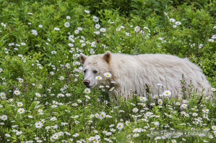 Мишки в цвету | Бэйбики Мишки в цвету — Болталка и разговоры обо всем: жизнь (фото 10)