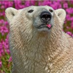 Мишки в цвету