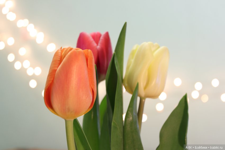 Любой каприз, Phicen — Куклы Phicen (TBLeague/Фицен): бесшовные тела (фото 10)