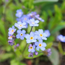 Незабудки, Phicen