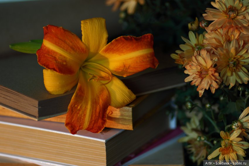 Лисьи сказки — Домашние фото авторских игрушек: Тедди (фото 7)